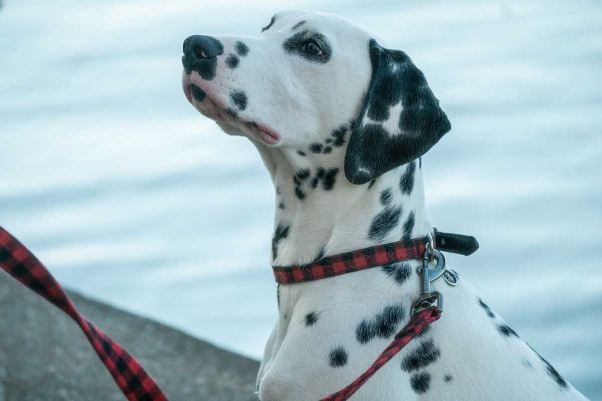 a graceful dalmatian dogs wearning a ban around its neck looks up look like horse