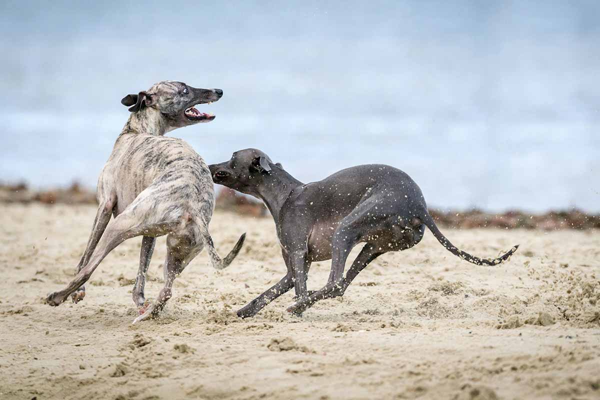 2 Geryhound Dog Breeds with Long Snouts playing in the sand Field.