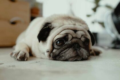 A DOG SPLEEING IN THE FLOOR.