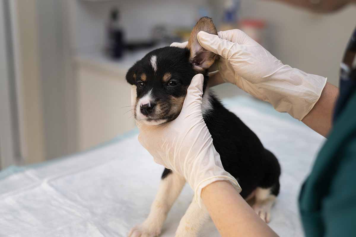 holding the dog's ears with his heands.