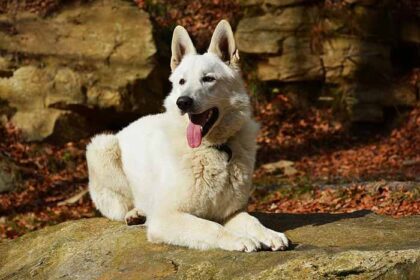 a isabella german shepherd dog sitting in the filed .