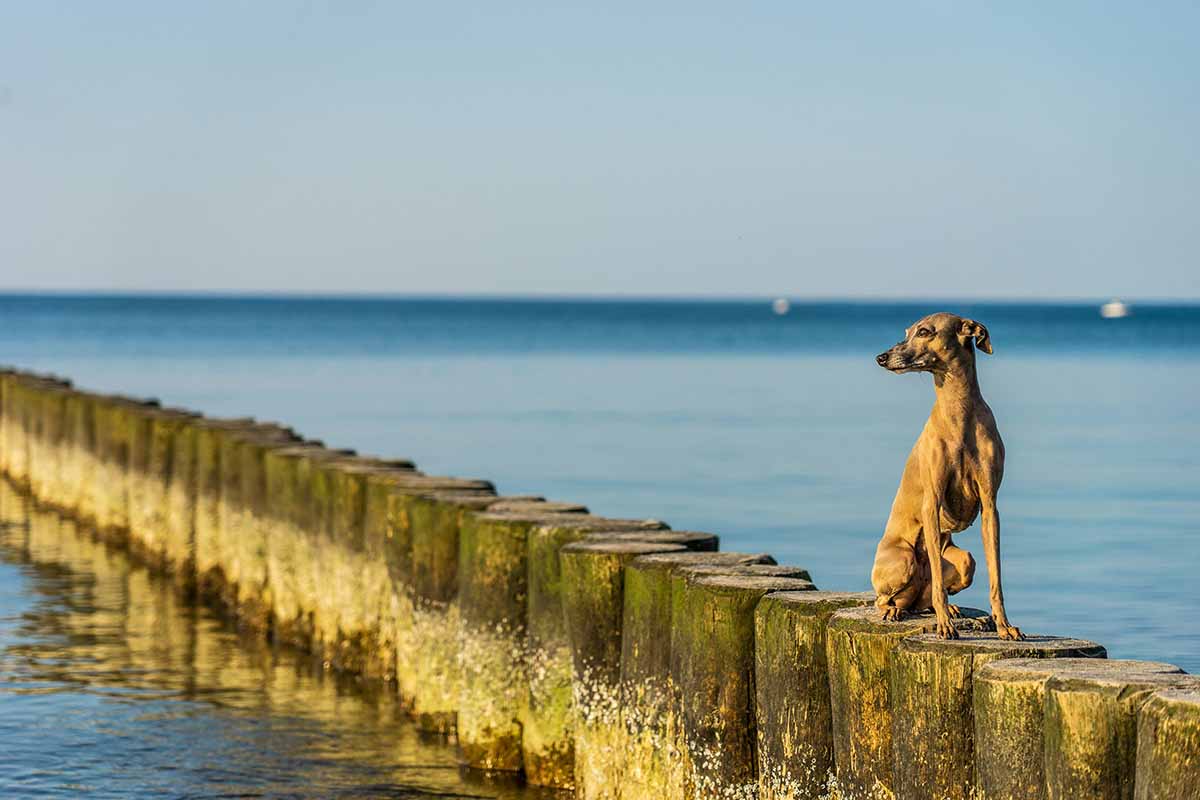 A Italian Greyhound dog stand in the piler out side water 