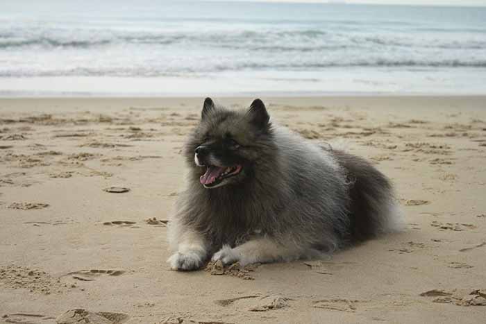 a Keeshond dog sitting in the sand on the beach