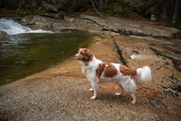 a Kooikerhondje dog stands on a rock beside a stream