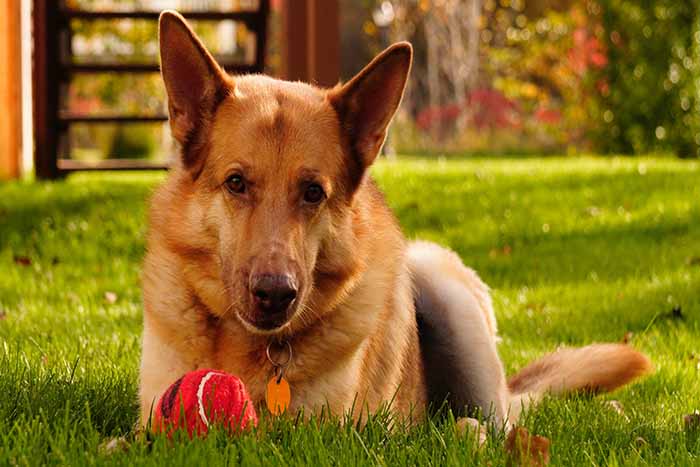 a Liver German Sheperd dog sitting on a field with a ball in front it.