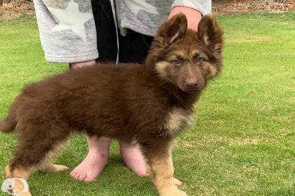 a german shepherd in a field with a human hand on head.