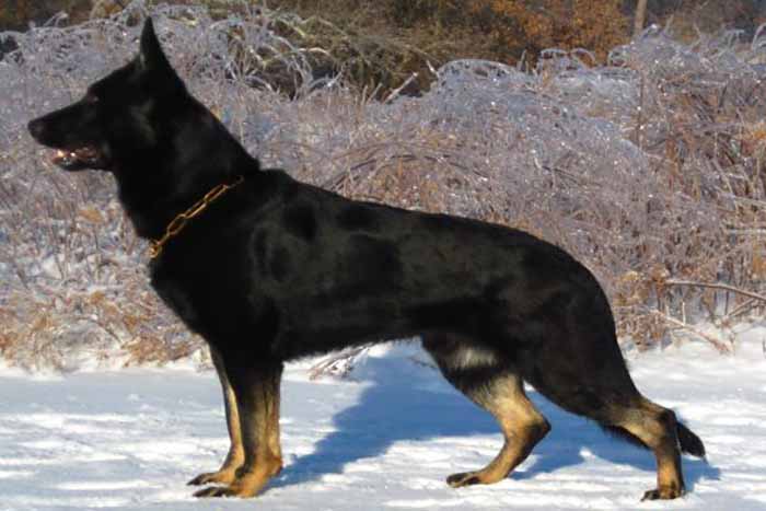 a majestic Bi Color german shepherd dog is standing in the snow field.