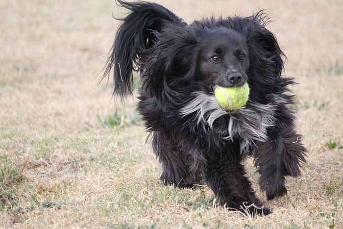 a Markiesje dog running in then filed on the mouth