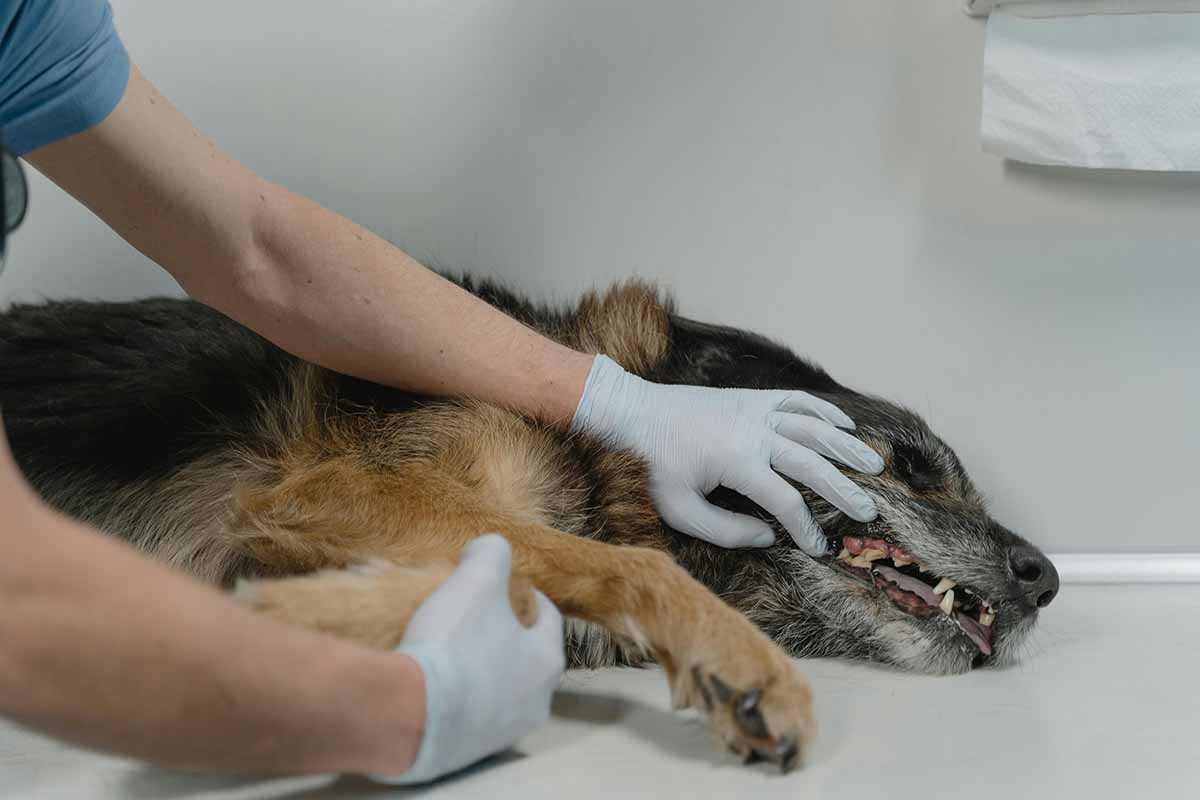 a man tries to open dog's mouth in the bed