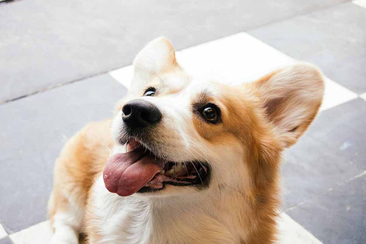 a Pembroke Welsh Corgi looking with the tongue