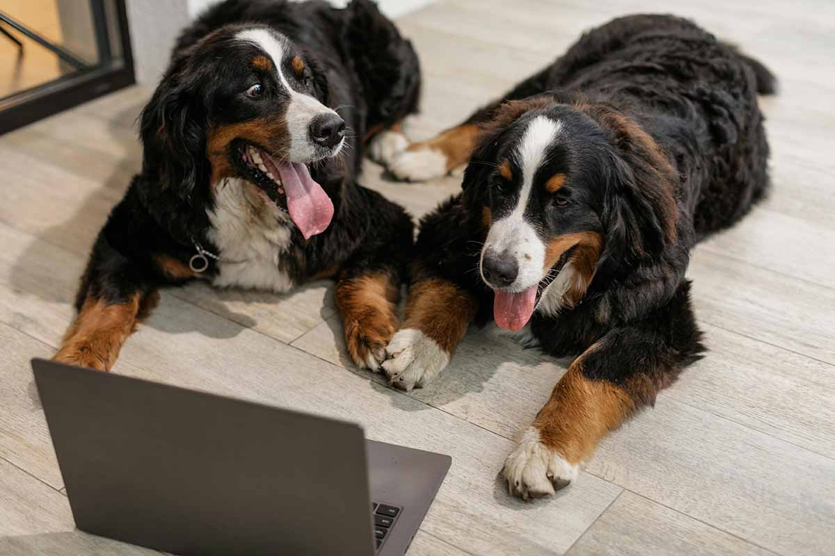 wo dogs are sitting on the floor in front of the computer.