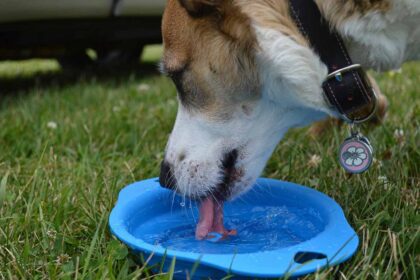 The dog is drinking water from a bowl in the field.