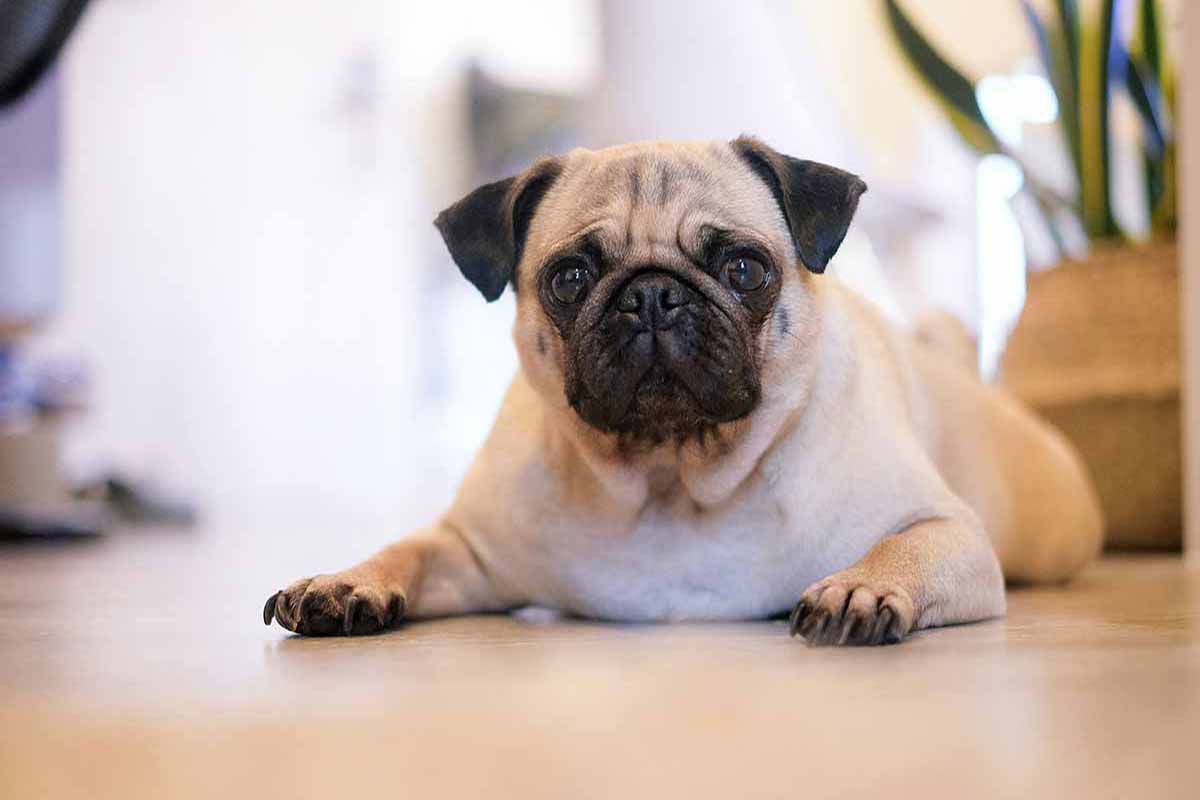 a pug dog sitting down in the floor at home.