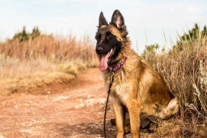 a red german shepherd is sitting in the field with jaws out.