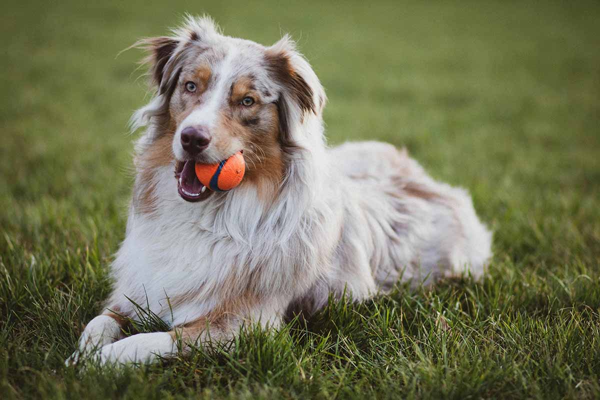 Red Merle Bicolor Australian Shepherd sitting down in the fields on mouth a ball.