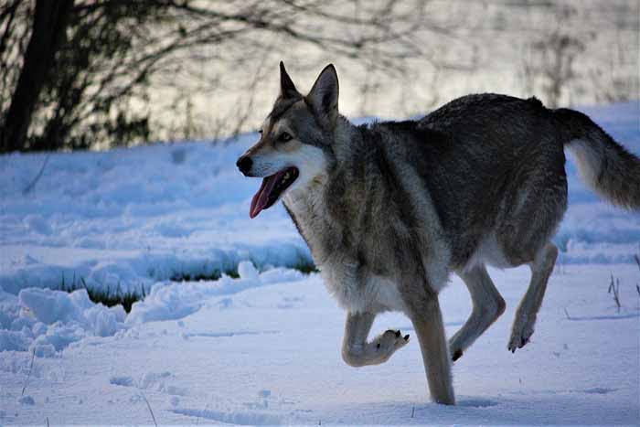 a Stabyhoun dog running in the snow field