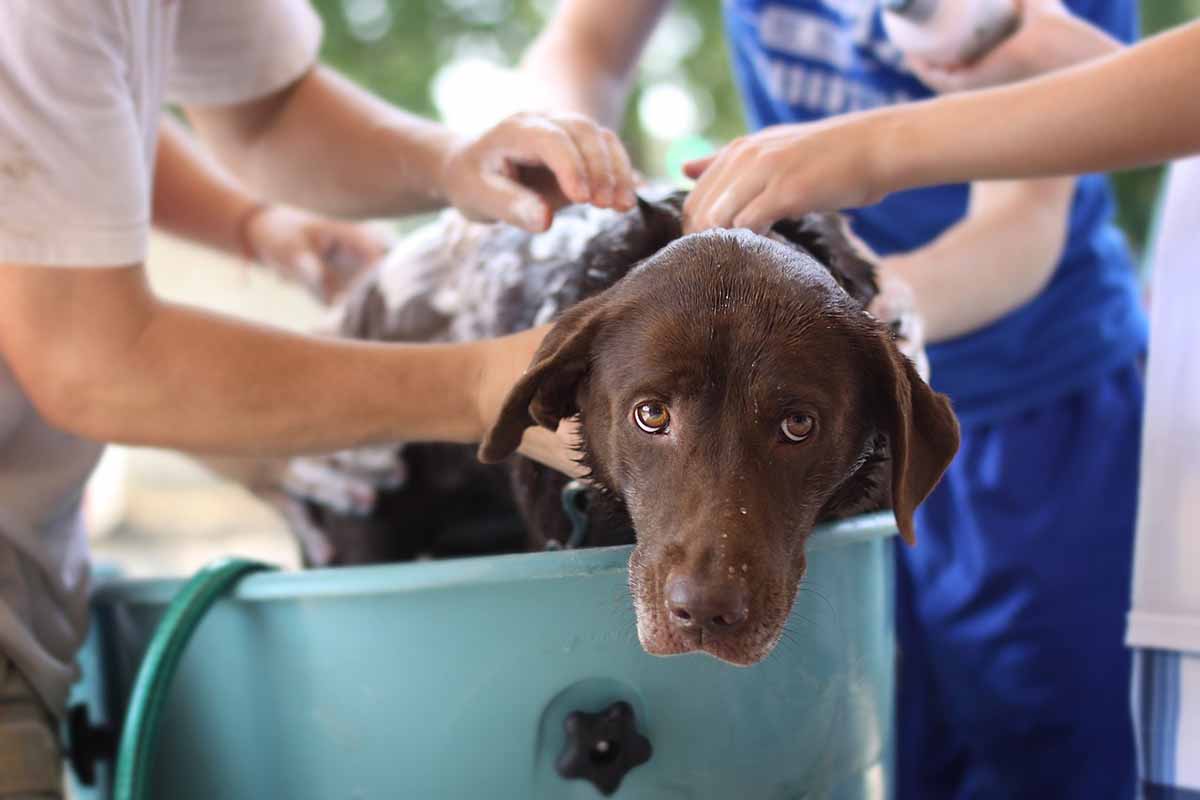 some people try to doing dog bath in tub