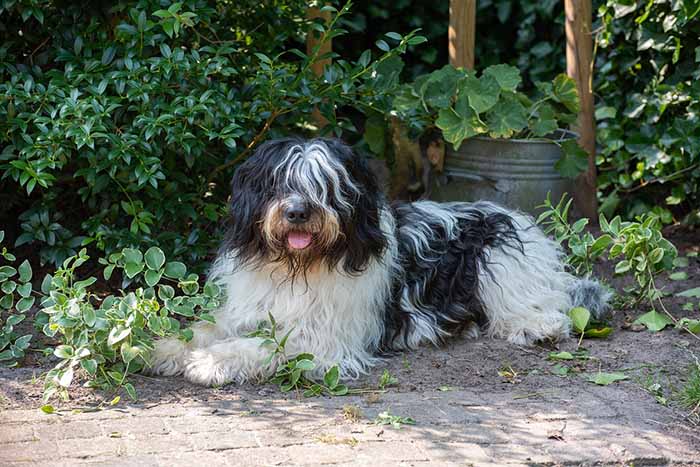 a Schapendoes dog sitting in the filed .