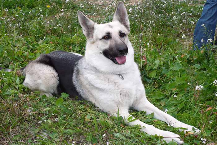 a silver german shepherd dog sitting in the filed .