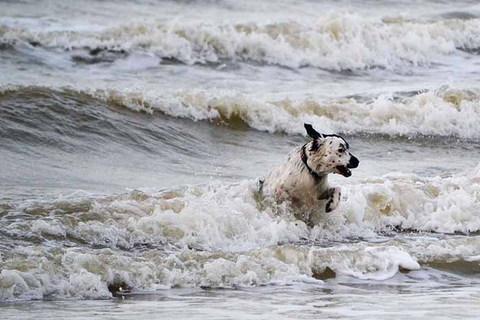 AStabyhoun dog is jumping in the see water.