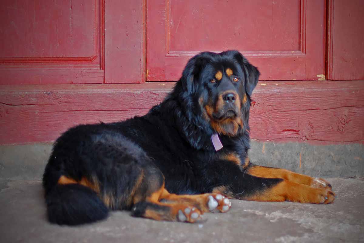 a tibetan mastiff dog sleeping in the floor .