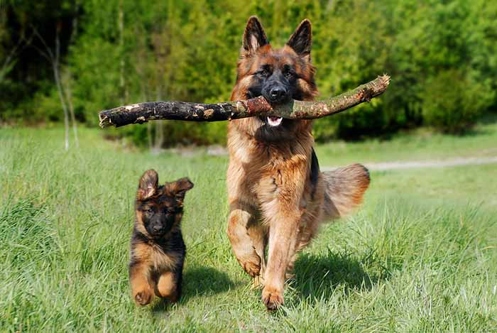 a german shepherd dog and her cub are running in the field with wood in their mouth.