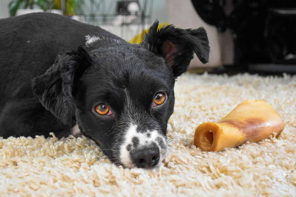 a dog laying in the bead out side beef bones.