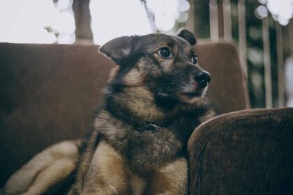 o dog sitting down on the sofa