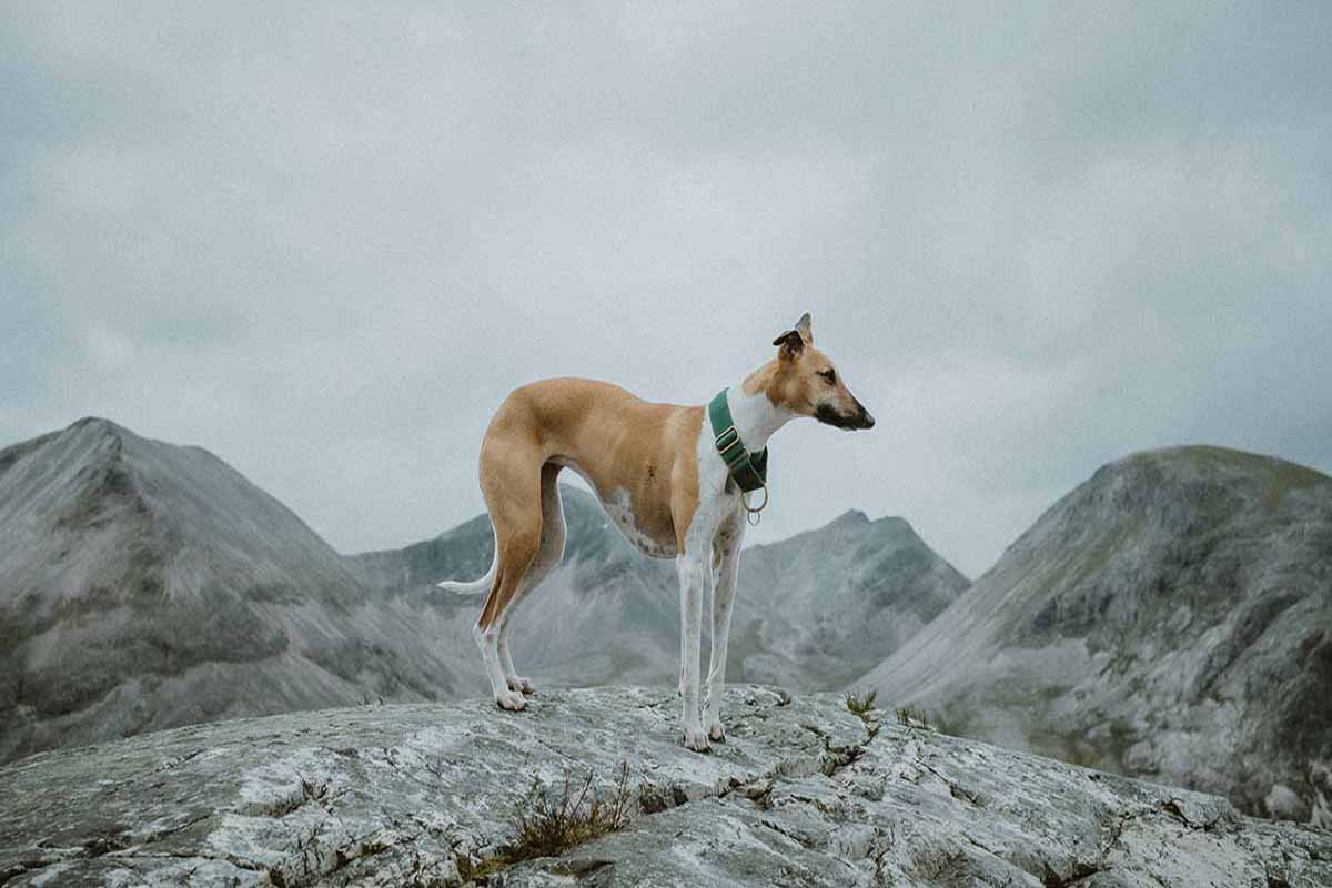 a Whippet standt in the rock.