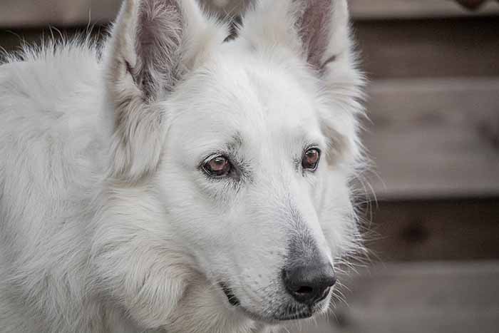 a white german shepherd dog looking straight ahead