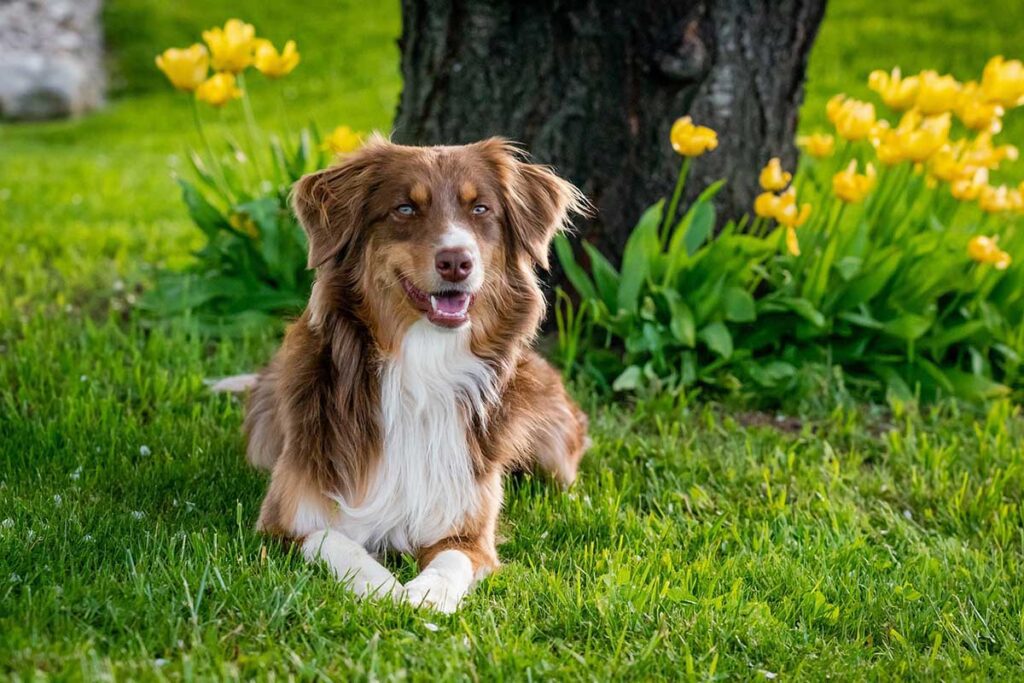 a australian-shepherd is happily sitting in the field.