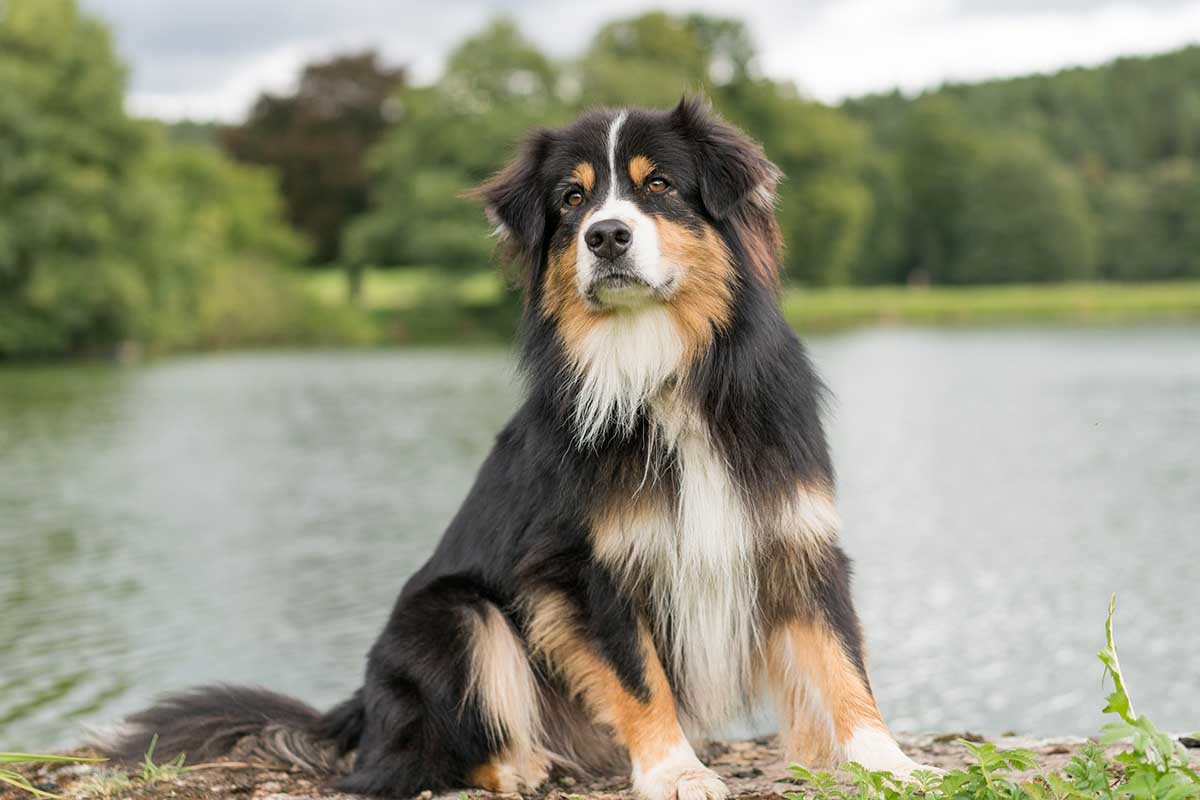 a australian-shepherd is sitting on the bank of small lake .