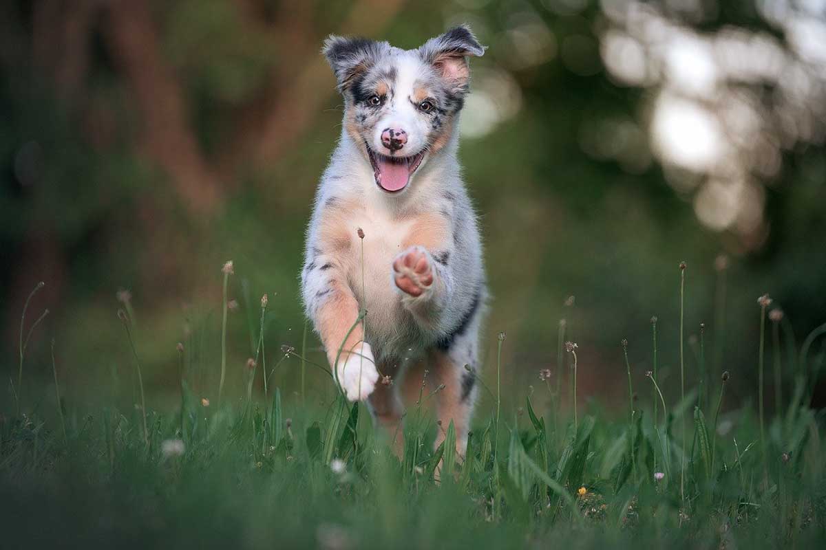 a australian-shepherd running and jumping in the field.