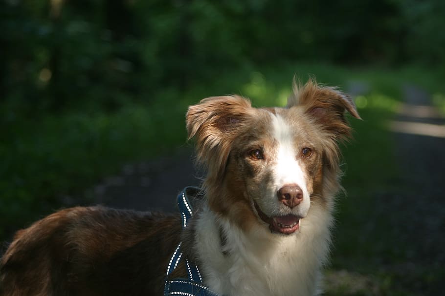 Red Merle Tricolor Aussie Shepherd Australian Shepherd stand in the fields.