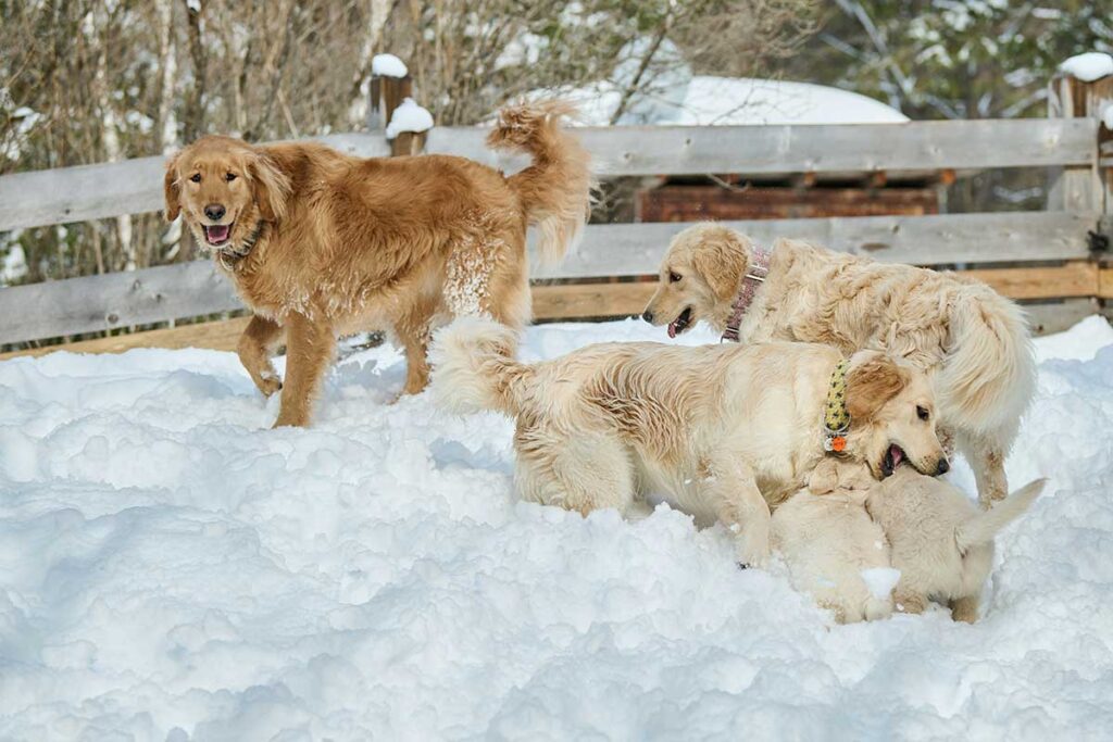 3 Golden Retriever playing in snow leand.