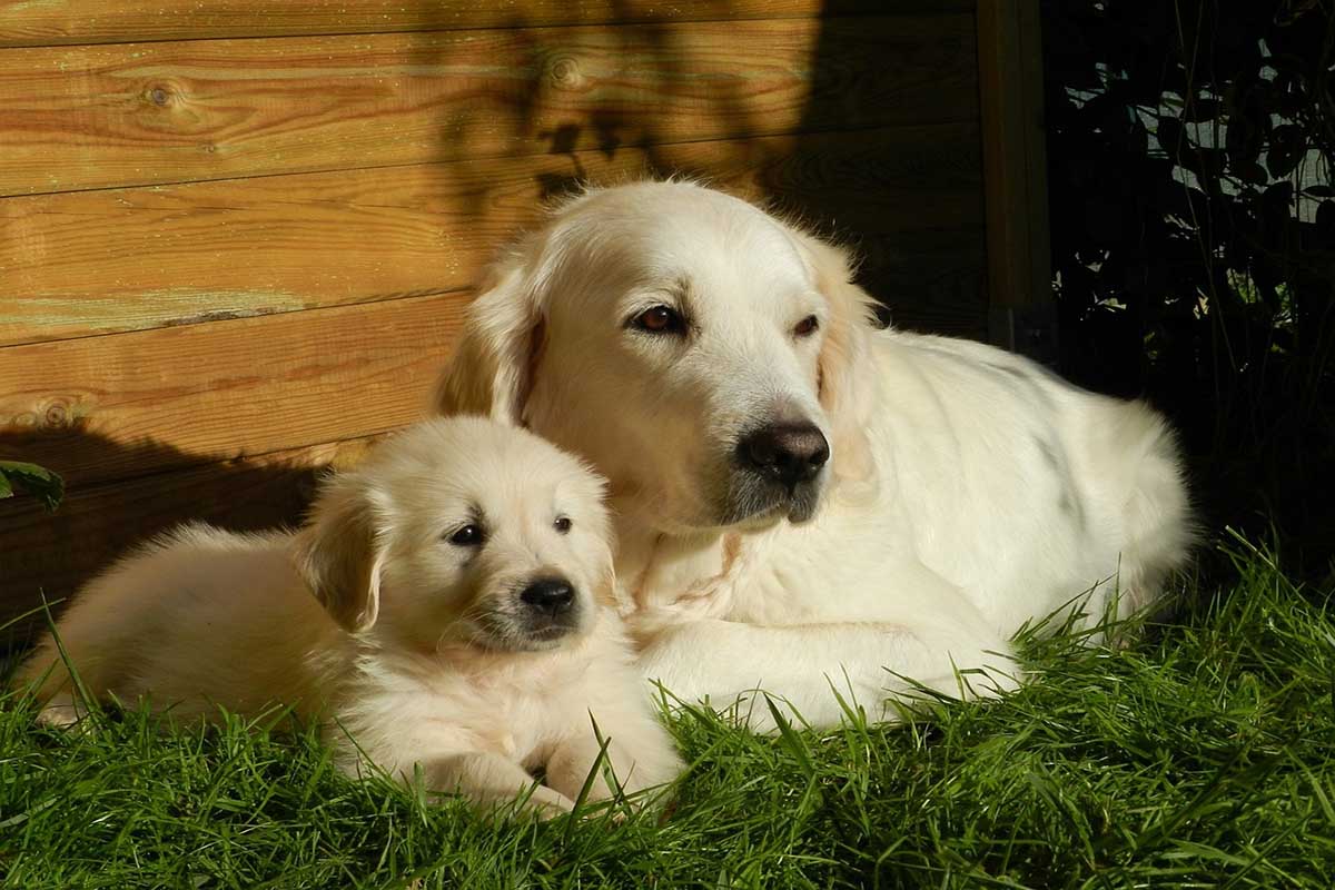 golden retriever with puppy in sitting down