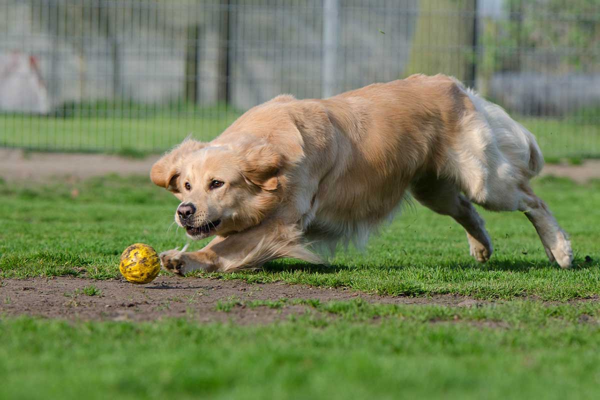 golden retriever playing a ball in the field.