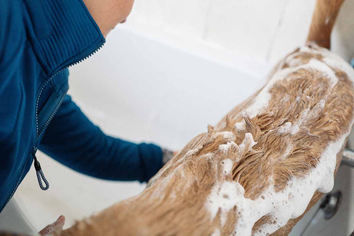 some people try to doing dog bath in tub