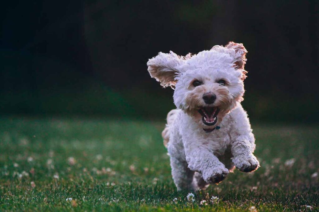 a small dog running in the field .