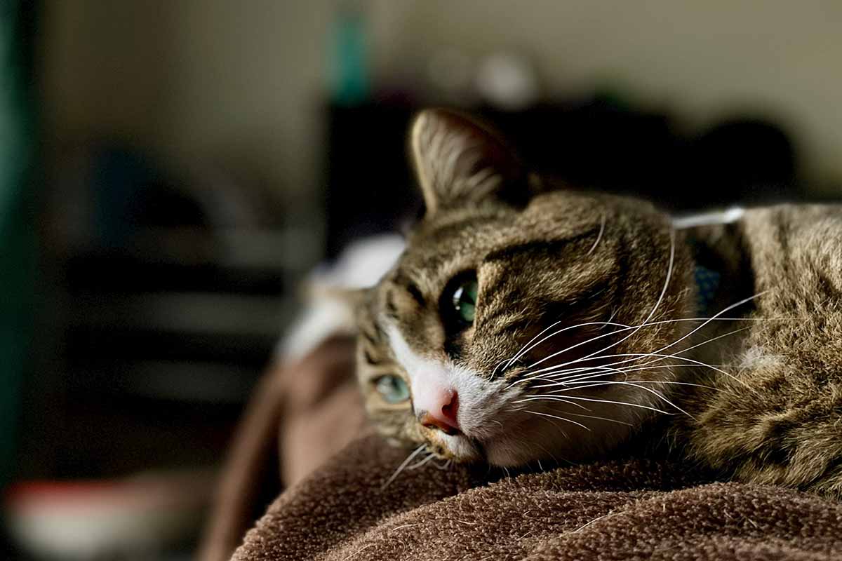 a cat sleeping on the bed in room.