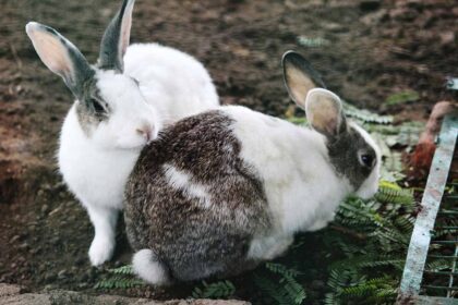 2 rabbits playing in the fields.