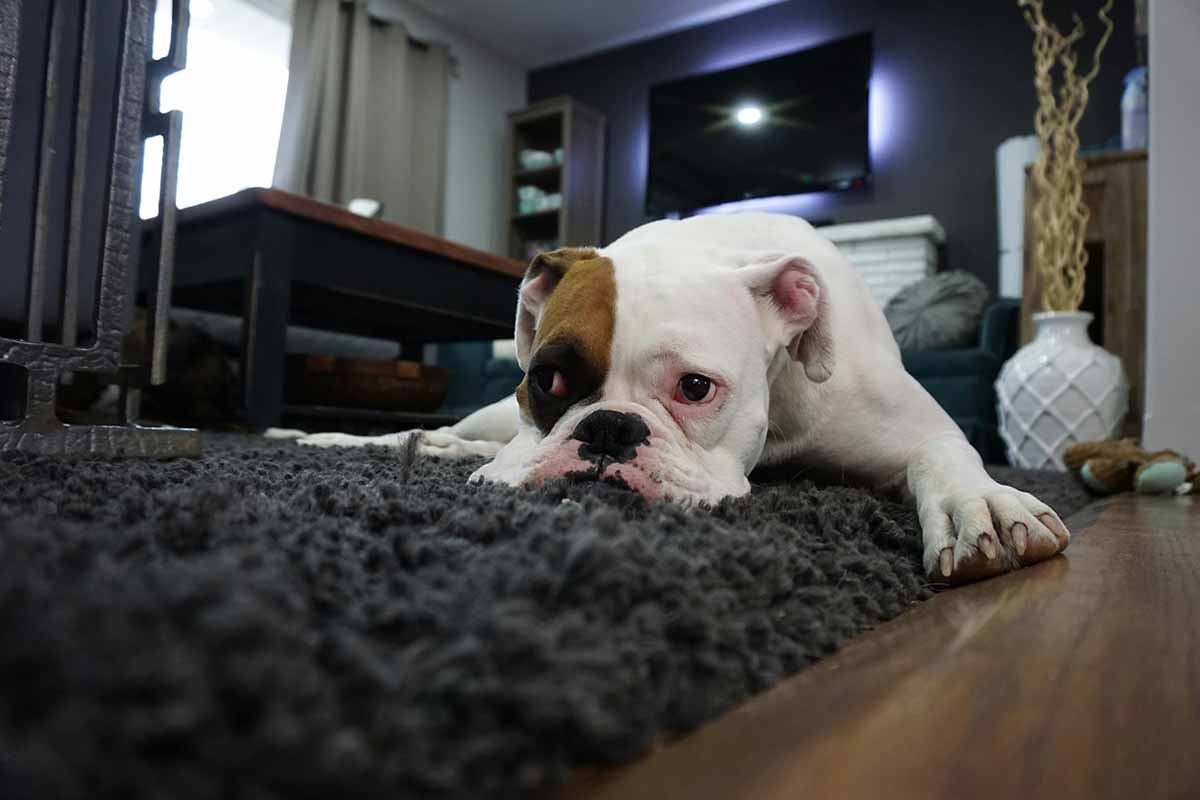 a dog sitting into head down n floor.