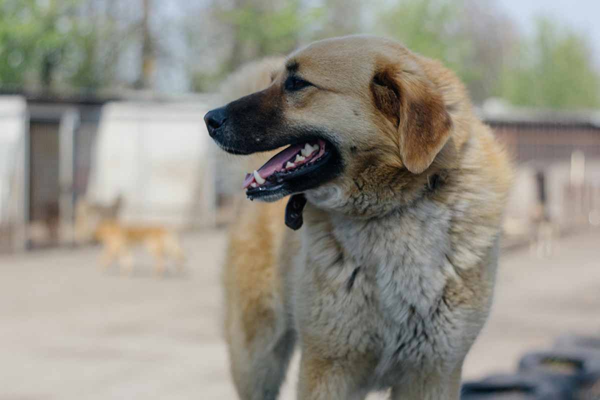 a Anatolian Shepherd stand in local area.