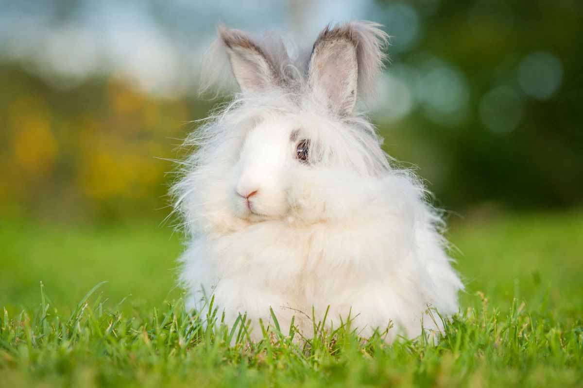 Angora Rabbit Breeds stand in the gress fields.