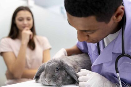 A woman is standing next to a rabbit sitting on a bed with a man trying to treat him.