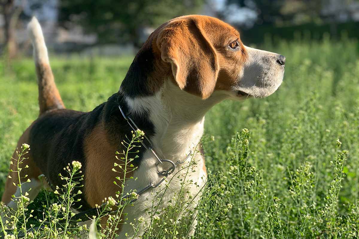 a Beagle dog stand in the gress field.