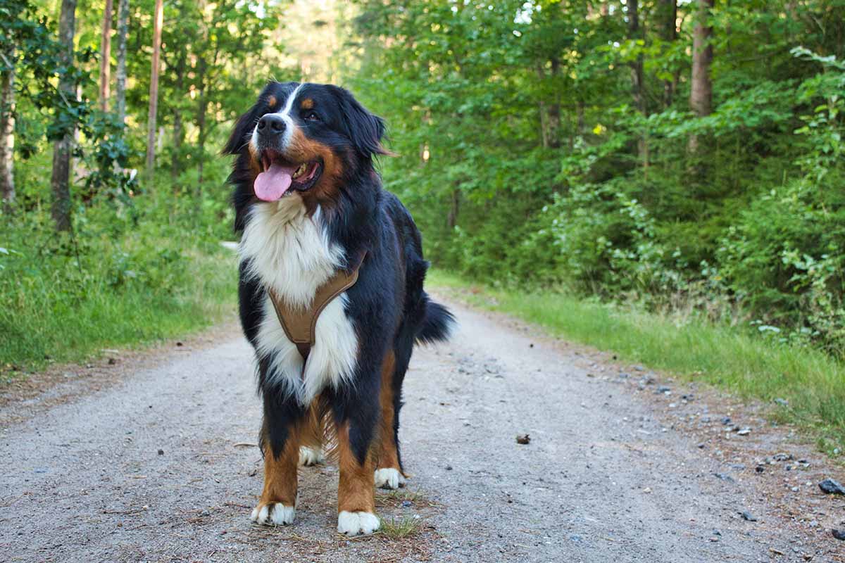 a Bernese Mountain Dog stand in the road 