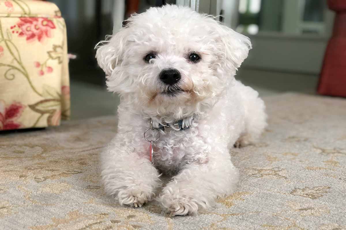 a Bichon Frise dog sitting down in the floor.