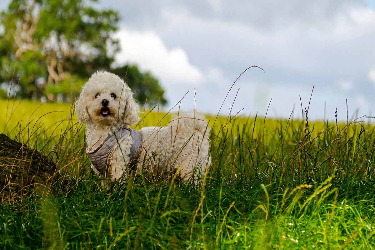 a Bichon Frise dog stand in the field