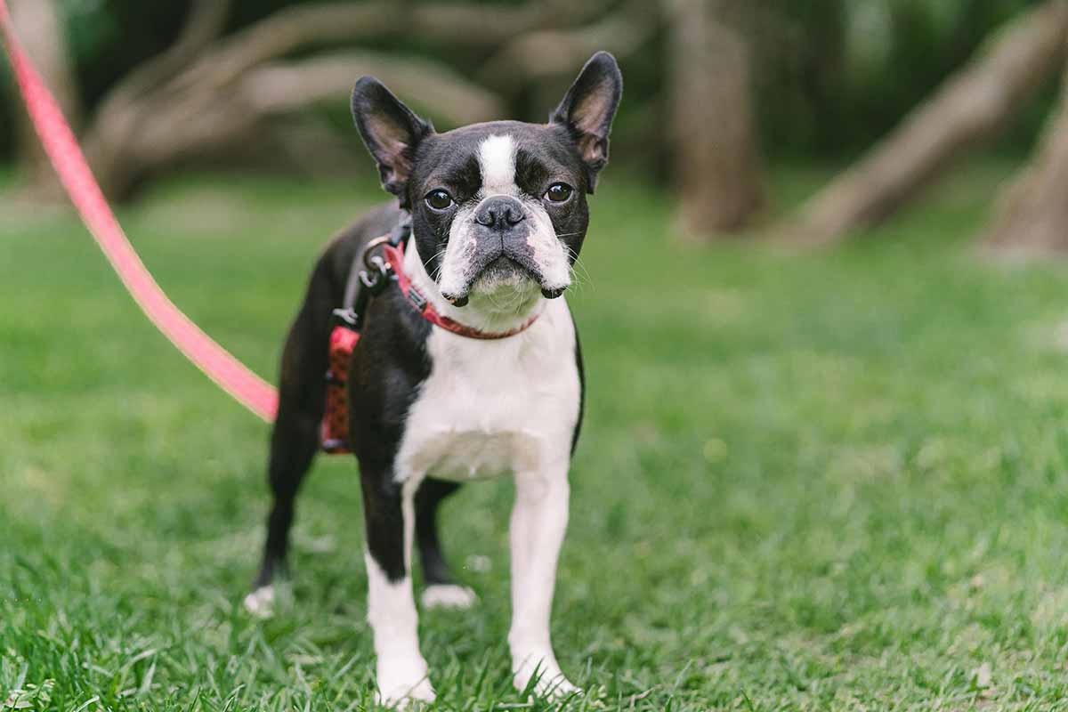 a Boston Terrier dog standing in the field .